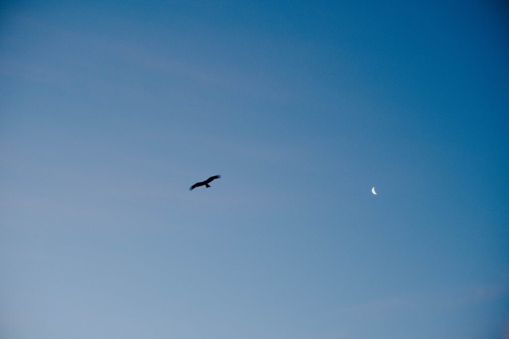 空と月と鳥